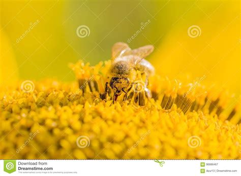 Honey Bee Pollinating Blossom Of Yellow Sunflower At Summertime Stock