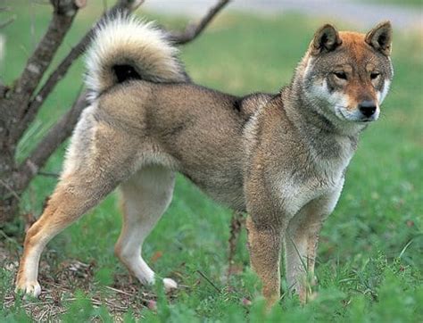 Shikoku Dog Breed All You Need To Know Your Dogs World