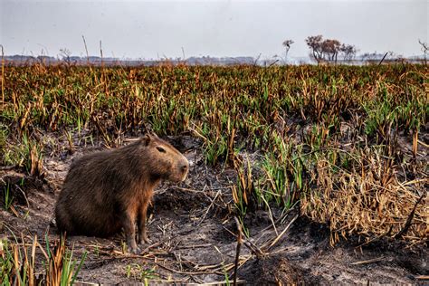 Will Fires Finally Force Argentina To Protect Its Wetlands