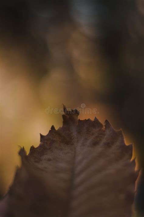 Vertical Closeup Shot Of A Dry Brown Leaf With A Blurred Background