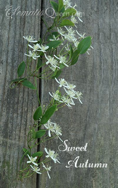 Clematis paniculata (sweet autumn clematis) is worth your consideration. Image result for sweet autumn clematis | Sweet autumn ...