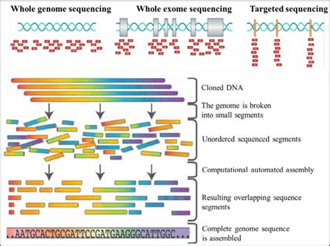 Illustration Of The Whole Genome Whole Exome And Targeted Gene S