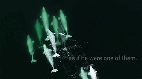 Beluga Whales Adopt Lost Narwhal In St Lawrence Just Breathe