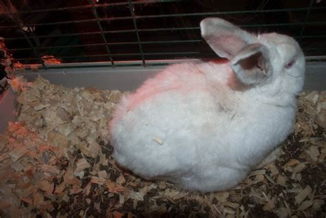 Rabbit Skin Condition Fur Mites Please Advise Page 2