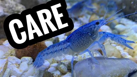 Electric Blue Crayfish Aquarium Care Youtube
