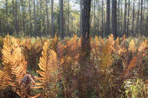 This primitive campground has spigot water and vault toilets. OSI Adds 1,450 Acres to Francis Marion National Forest ...