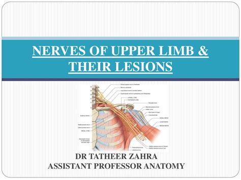 Ppt Nerves Of Upper Limb Their Lesions Powerpoint Presentation Id My