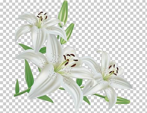 Madonna Lily Flower Lily Stargazer Png Clipart Lily Flower Madonna