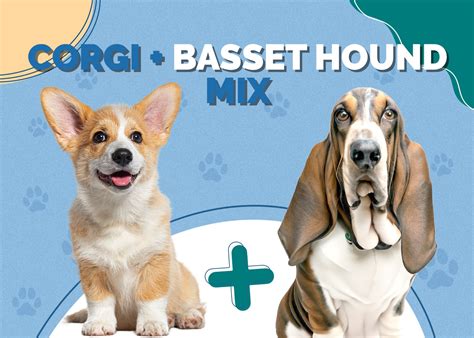Corgi And Basset Hound Mix Info Pictures Personality And Facts Hepper