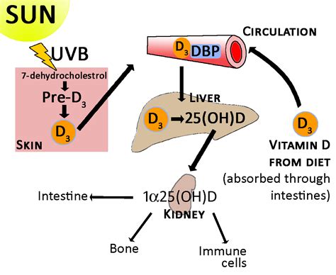 Residents are deficient in vitamin d. Research Review: Vitamin D and your genes