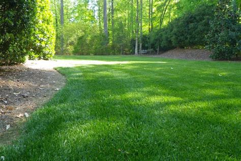 Fine Fescue Grass For Lawns Quiet Corner Ground Cover Plants Shade