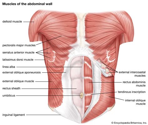 Trapezius Muscle Anatomy Zamona