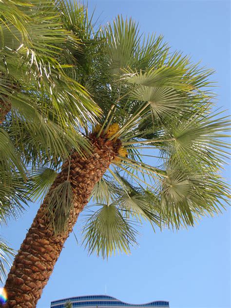 European Fan Palm Tree (chamaerops humilis) - Urban Perennials