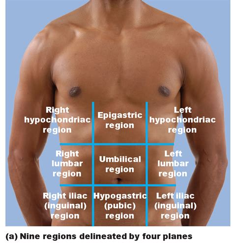 Let's take a closer look at the abdominal divisions which form a vital part of the physical exam. Intro to Human Anatomy