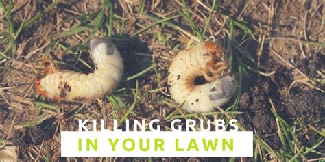 How To Kill Grubs In Your Lawn