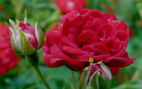 Buy Red Cascade Rose For Sale Online From Wilson Bros Gardens