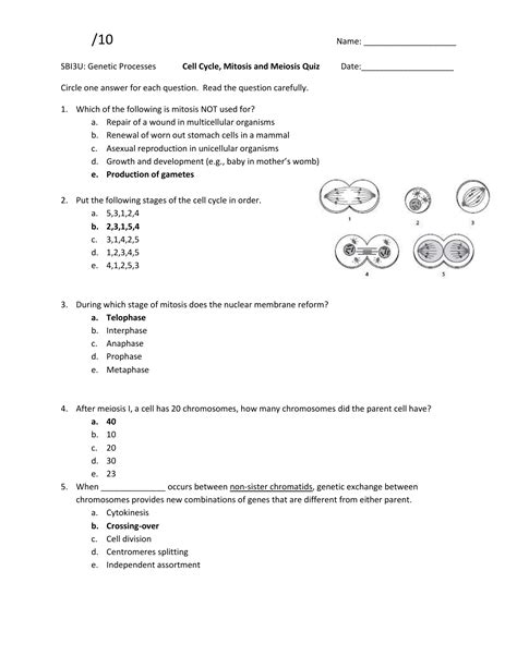 Learn vocabulary, terms and more with flashcards, games and other study tools. Day 11 Mitosis and Meiosis Quiz Answers
