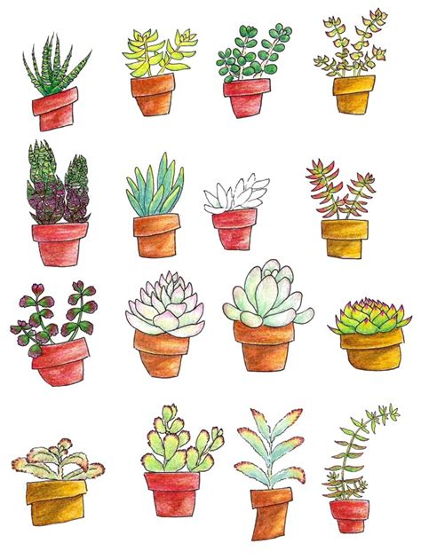 Succulent Plant Drawing At Explore Collection Of