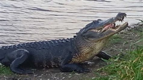 American Alligator Eating A Tilapia In Sw Florida Youtube