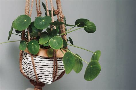 22 Best Indoor Hanging Plants Top Nurturing Tips Petal Republic