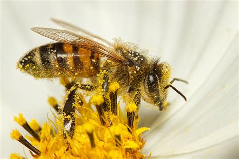 Study Finds Carrying Pollen Heats Up Bumble Bees Raises New Climate