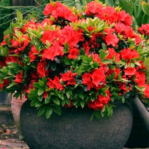 Red Azalea Japanese Evergreen Shrub Gardenersdream