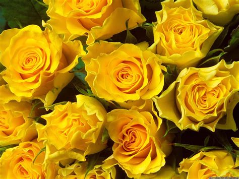 Yellow Rose Flowers Background