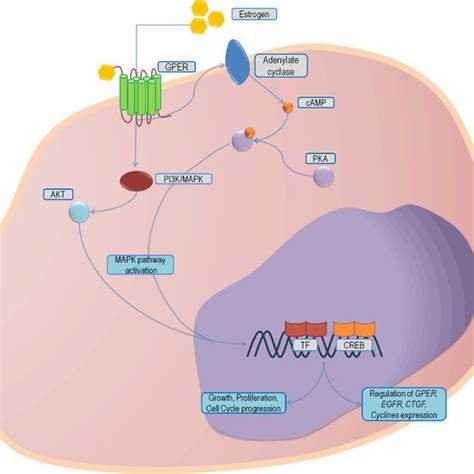 Simplified Diagram Of Estrogen Signaling Pathways Including