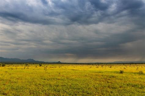 African Savanna Rain Pets Lovers