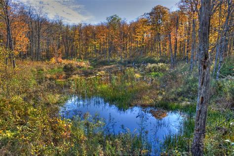 Headwaters State Forest Conserving Carolina