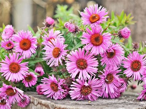 14 Best Fall Blooming Flowers For Your Perennial Garden Fall