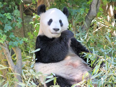 For Giant Pandas Bamboo Is Vegetarian ‘meat The University Of Sydney