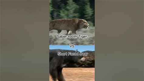 Sabertooth Tiger Vs Short Faced Bear Youtube