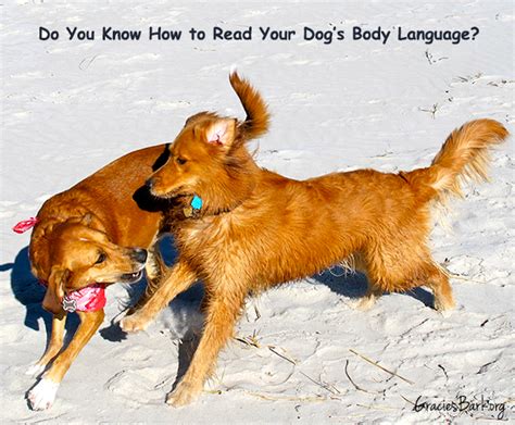 Knowing How To Read Your Dogs Body Language Is The Key To