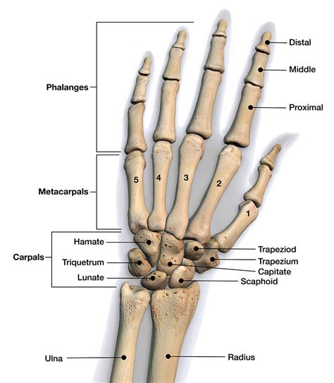 The carpal bones are arranged in 2 interrelated rows. Hand and Finger Injuries and Conditions | Froedtert & the ...