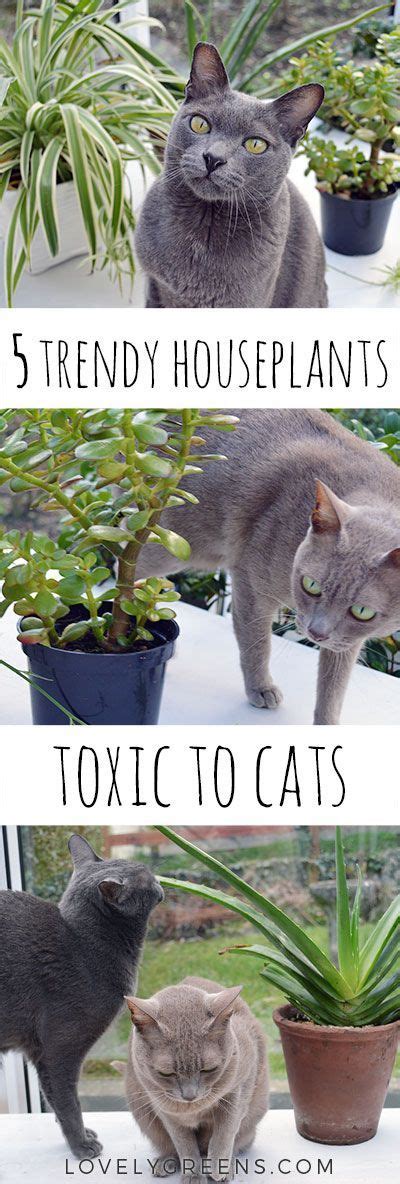 Some may kill very quickly. 5 Trendy Houseplants that are Toxic to Cats | Cat plants ...