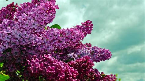 Download Wallpaper 1920x1080 Lilacs Twigs Flower Sky Spring Full Hd