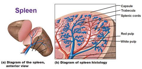 Spleen Histology Cross Section Or Longitudinal Section