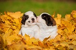 Fall Dog Safety Guide - Autumn Dog Safety Tips | Greenfield Puppies