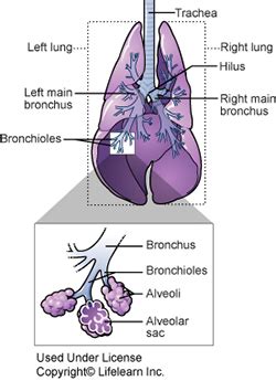 Kennel cough is the name given to a syndrome caused by viruses and bacteria. Bacterial Pneumonia and Bronchopneumonia in Dogs | VCA ...