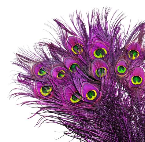 Pink Peacock Feathers Stock Image Image Of Fluffy 114040669
