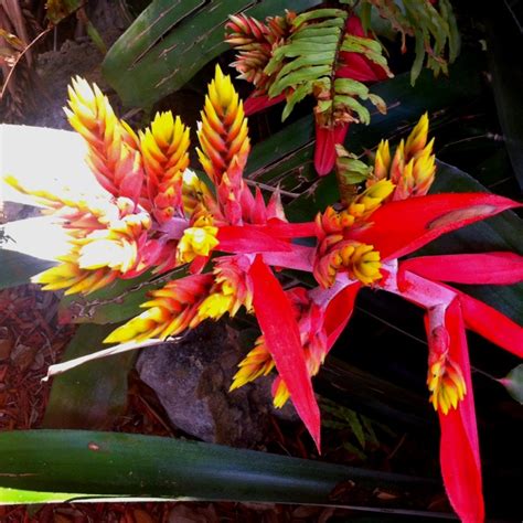 Tropical Plant In South Florida 4 Flowers Pinterest