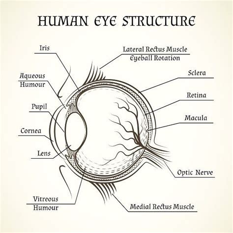 Vector Structure Of The Human Eye Human Eye Diagram Biology Diagrams