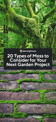 Marvelous Moss Gardens How To Grow Moss Outdoors The Garden Glove