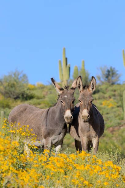 770 Wild Burro Photos Stock Photos Pictures And Royalty Free Images