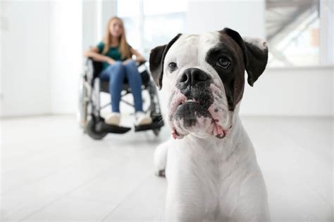 Aduk personal details with the emergency services if it is essential for the preservation of life. Can Boxers Be Service Dogs? | Boxer Dog Diaries