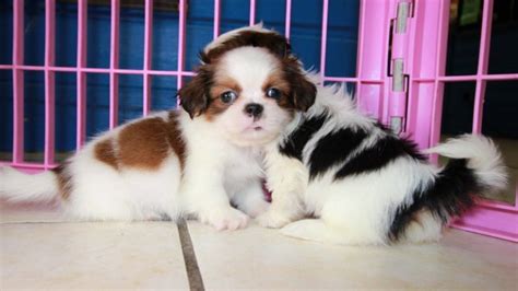 Adorable Little Shih Tzu Puppies For Sale Georgia Local Breeders Near