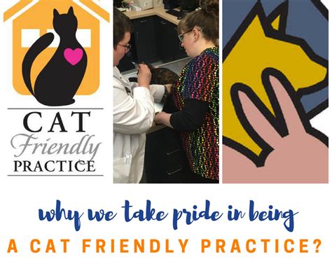 Erika Explains Why Being A Cat Friendly Practice Matters Pet Clinic