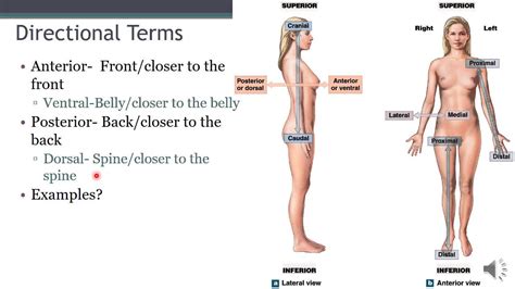 Language Of Anatomy Video 1 The Anatomical Position And Directional