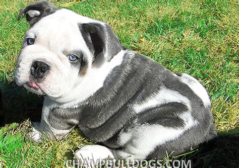 High quality french bulldog puppies for sale. Blue bulldog puppies for sale, Blue english bulldogs ...